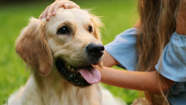 Close up. Portrait of a golden retriever and a long-haired teen girl caressing it while spending time in the park. Blurred background.