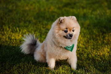 the dog breed Pomeranian