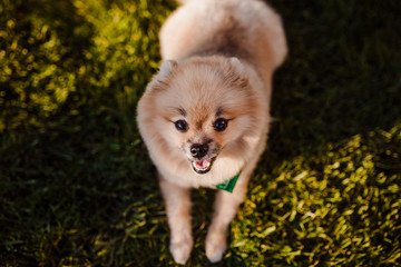 the dog breed Pomeranian