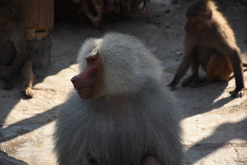 Monkey in the zoo