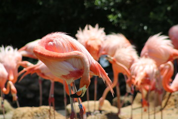 a large colony of pink flamingo