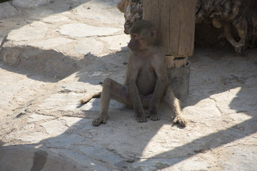 Monkey in the zoo