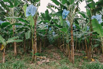 Banana plantation