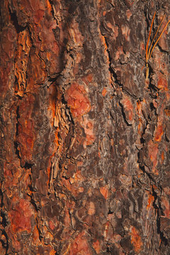 Pine Bark Texture