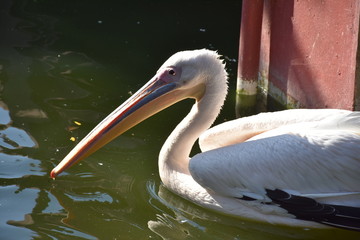 Pelican