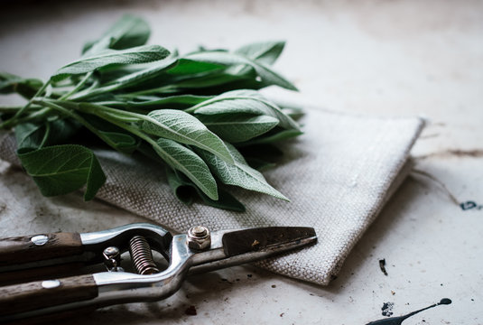 Fresh sage and secateurs