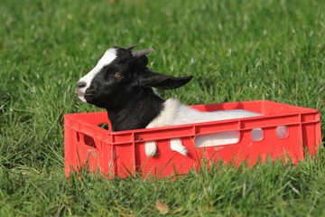 goat in a red basket