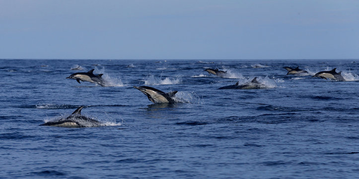 Pod of common dolphin