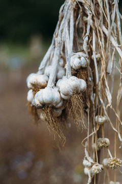 Strings of gralic bulbs hanging outdoors