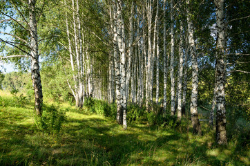 Obraz premium Beautiful summer scene with birch grove 