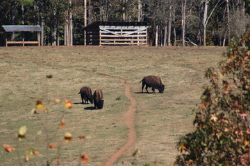 bison in a field - Powered by Adobe