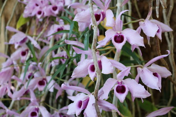 hanging orchids