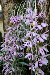 hanging orchids