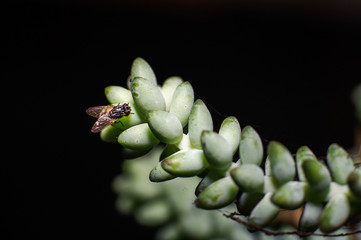 flies at cactus 