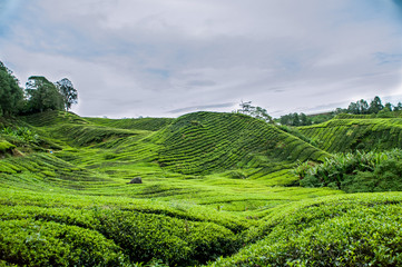 tea farm