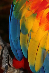 a close up of macaw feathers © elvis santana