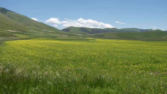 Campi di lenticchie fioritura a Castelluccio di Norcia sui Monti Sibillini in Umbria