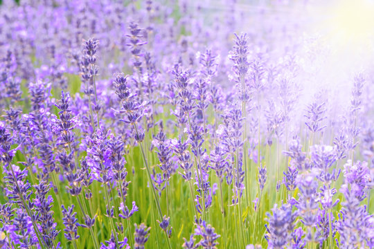 Blooming field of lavender