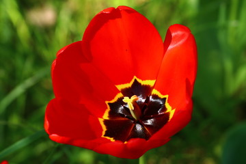Rote Tulpen Blüte