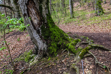 Baum mit kräftigen Wurzeln