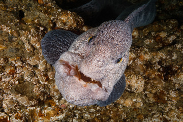 Wolf eel