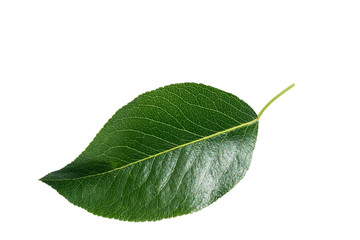 tree leaf