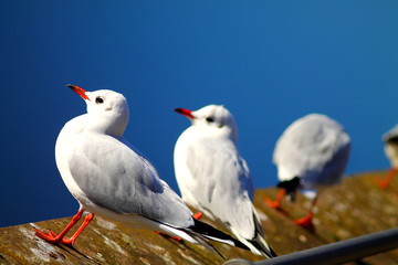 River seagulls seating on the river embankment. Bright deep blue background.
