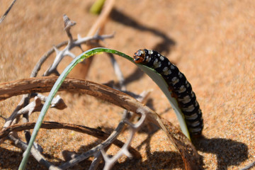 Oruga