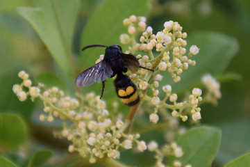 Abeja negra