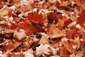 autumn foliage. background with autumn colorful leaves. Background group autumn orange leaves. Outdoor. Maple yellow leaves background texture