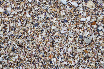 Multicolored seashells on the beach