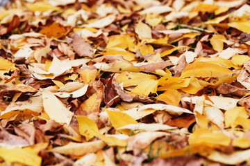 autumn foliage. background with autumn colorful leaves. Background group autumn orange leaves. Outdoor. Maple yellow leaves background texture.