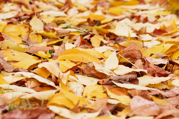 autumn foliage. background with autumn colorful leaves. Background group autumn orange leaves. Outdoor. Maple yellow leaves background texture.