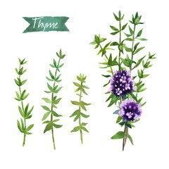 Thyme  twigs and flowers watercolor illustration with clipping paths - obrazy, fototapety, plakaty
