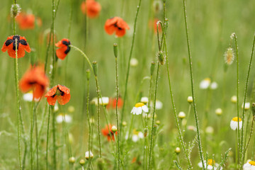 Authentic floral background of white daisies, red poppies, beautiful wild flowers. Summer chamomile meadow in the garden on a Sunny day.