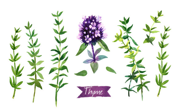 Thyme  twigs and flowers watercolor illustration with clipping paths