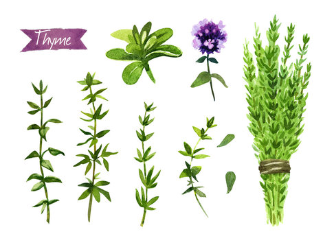 Thyme plant, twigs, flowers and bunch watercolor illustration with clipping paths
