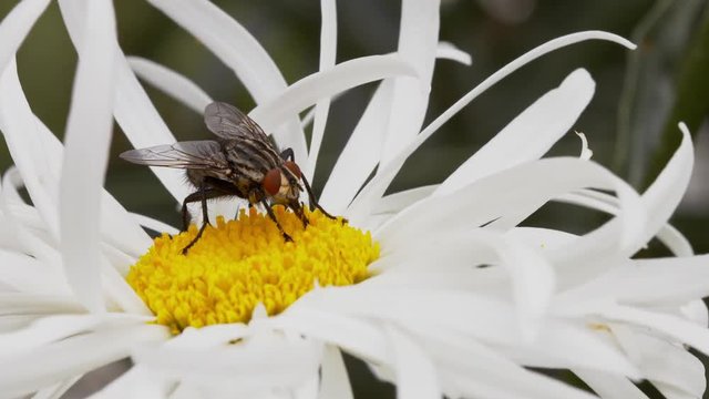 flesh fly sarcophagidae feeding flower nectar zoom in