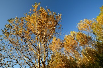 Fototapeta premium The colors of autumn in a tuscany forest. italy. 