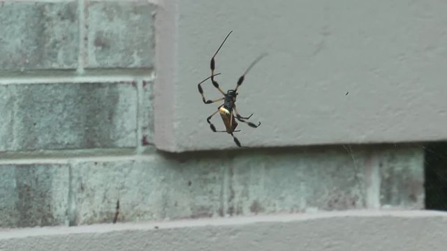 Goldene Seidenspinne, Aranha-de-teia-amarela 