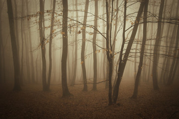 Obraz premium forest with trees in fog