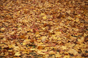 Autumn maple leaves lie on ground