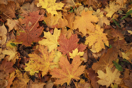 Autumn maple leaves lie on ground