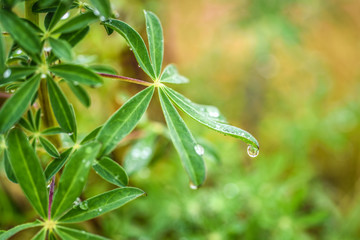 Lupine leaf with drops of rain, summer in Iceland.
