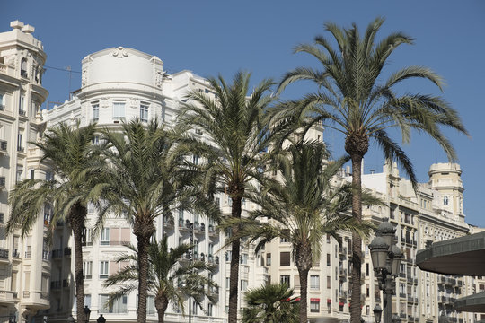 palmbomen in Valencia