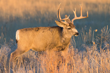 White-tailed Deer Buck in Morning Sunlight