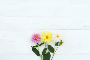 beautiful flowers on a white background