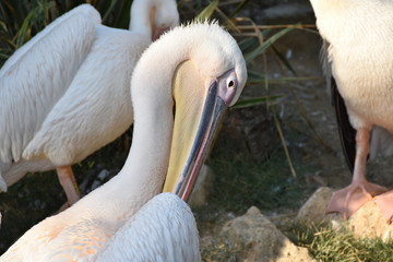 Pelican