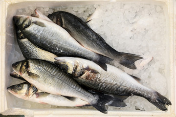 European seabass on ice in fish shop for sale.