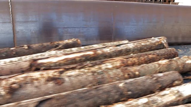 Timber feed line. Wood stems, tree boles moving to processing workshop. Selective focus